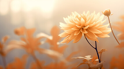 autumn chrysanthemum flower on the background of a foggy morning in soft color pastel tones, gentle autumn background of nature - obrazy, fototapety, plakaty