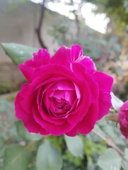 pink rose in garden