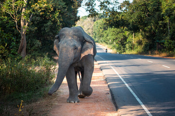Front view of wild elephant walking along main road. Habarana in Sri Lanka..
