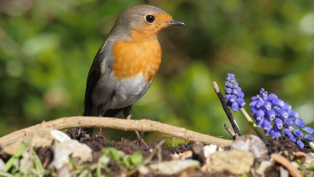 European Robin feeding on suet coconut on a sunny day in the UK in slow motion