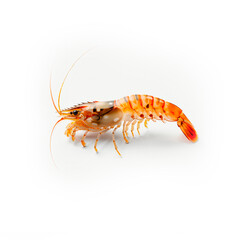 Red cooked prawn or tiger shrimp isolated on white background