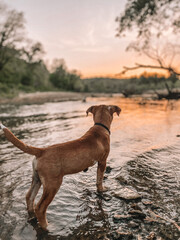 puppy in creek
