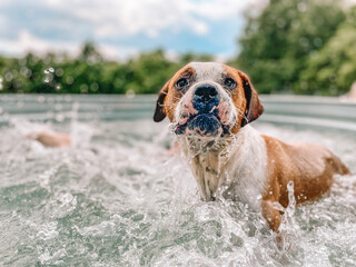 swimming dog 