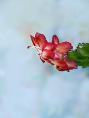 Leuchtend rote Einzelblüte Weihnachtskaktus, Schlumbergera, die zu Ostern blüht