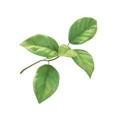 Green plant with leaves on a Transparent Background
