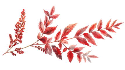 twig with red panicles on transparent