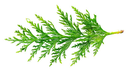 thuja branch isolated on transparent background