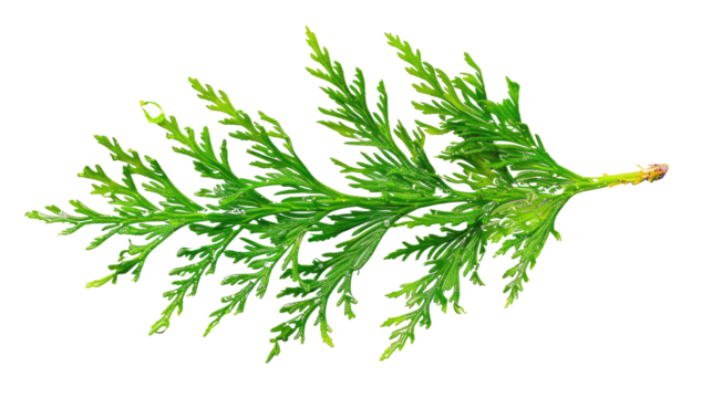 thuja branch isolated on transparent background