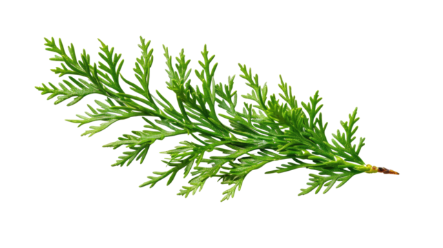 thuja branch isolated on transparent background