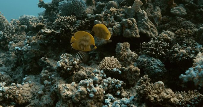 Butterfly fish over colorful coral reef in the red sea.