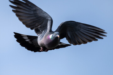pigeon in flight