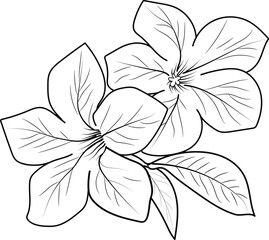 Minimalist allamanda cathartic tattoo drawings, allamanda cathartic flower coloring pages for kids, hand-drawn allamanda cathartic flowers, small allamanda cathartic tattoo drawings
