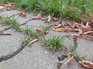 Grass and other plants have sprouted on the path paved with old gray concrete tiles in summer.