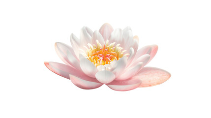 Pink water lily flower (lotus) on transparent background. The lotus flower (water lily) is national flower for India, Asian culture