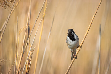 A male common reed bunting sits on the reed and looks toward the camera lens. A small bird with a black head and throat, white neck collar, and underparts in wildlife.