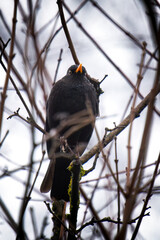 a blackbird male perched on a branch at a rainy spring day