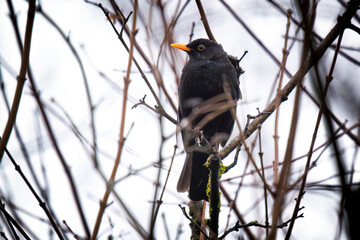 a blackbird male perched on a branch at a rainy spring day