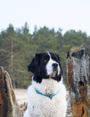 Loksa Estonia - March 31 2024: Water rescue Landseer dog climbing on shipwreck of the schooner Raketa (built in Rauma, Finland). Skeleton of a wooden ship on a beach. Spring evening on the coastline.