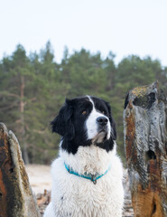 Loksa Estonia - March 31 2024: Water rescue Landseer dog climbing on shipwreck of the schooner...