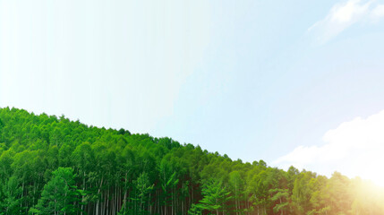 Obraz premium Forest. Carbon sink. Copy Space. Background