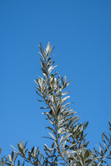 olive tree branch and leaves. blue sky background.