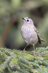 Goldcrest is europe's smallest bird