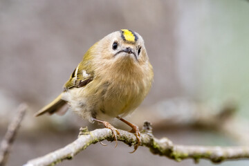 Goldcrest is europe's smallest bird