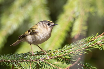 Goldcrest is europe's smallest bird