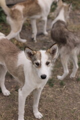 dogs playing