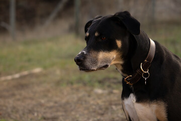 Cute Black and Tan Mixed Breed Pitbull Type Dog Looking Facing Left Wearing Leather Collar with Space for Text