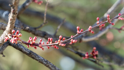branch of a tree