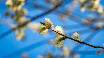 willow branches against sky