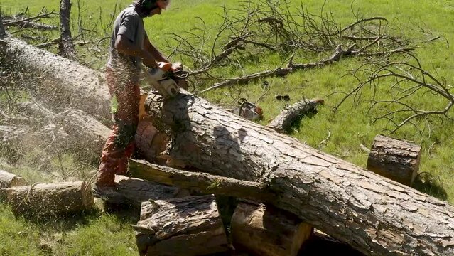 Professional worker cutting trees with chainsaw
