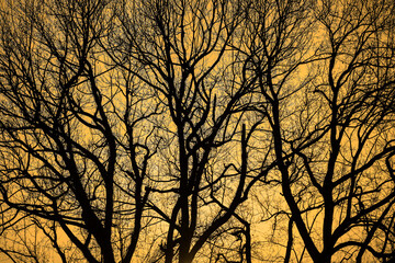 Dark tree silhouettes stand out against a colorful yellow orange sky during sunset with the sun setting behind them, creating a dramatic natural scene.