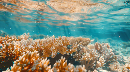 Fototapeta na wymiar underwater scene with tropical fish and corals
