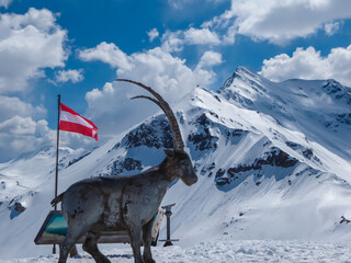 Statue of wooden mountain goat with panoramic view of snow covered mountain peaks of High Tauern...