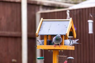 Pigeon on a bird feeder, Image shows the wild bird on a wooden garden bird feeder with three...
