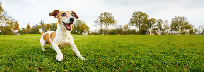 Active playing small dog Jack Russell terrier ready to run fetch a toy. Playing outdoors with pet.  Enjoying countryside summer weekend. Long horizontal banner. Green grass nature background