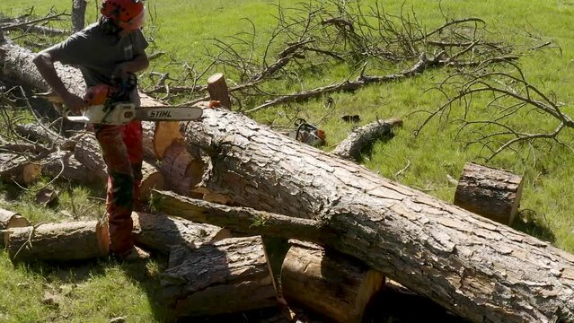 Professional worker cutting trees with chainsaw

