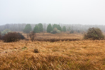 Meadow with grass and forest on a hill on a foggy autumn day. Non-urban landscape of the forest...