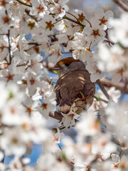 Bird with blossoms