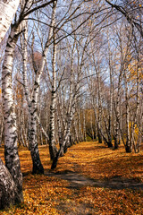 Obraz premium Autumn in the birch forest.