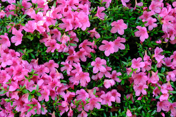 梅宮大社神苑に咲いているツツジの花