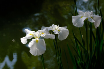 梅宮大社神苑の白い花菖蒲