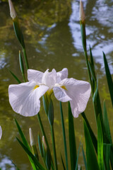 梅宮大社神苑の花菖蒲の花