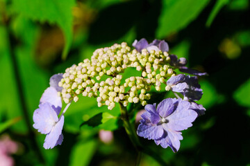 梅宮大社神苑の紫陽花の花のクローズアップ
