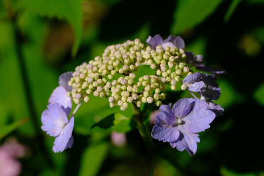 梅宮大社神苑に咲く紫陽花の花