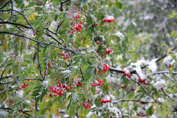 Red rowan berries in winter on a blurred background. flakes of snow on the branches, bright green leaves and red berries.