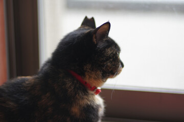 窓際で座っているトーティシェルの猫