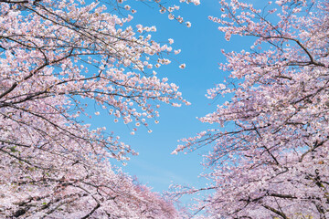 Cherry blossom trees in full bloom, Japan